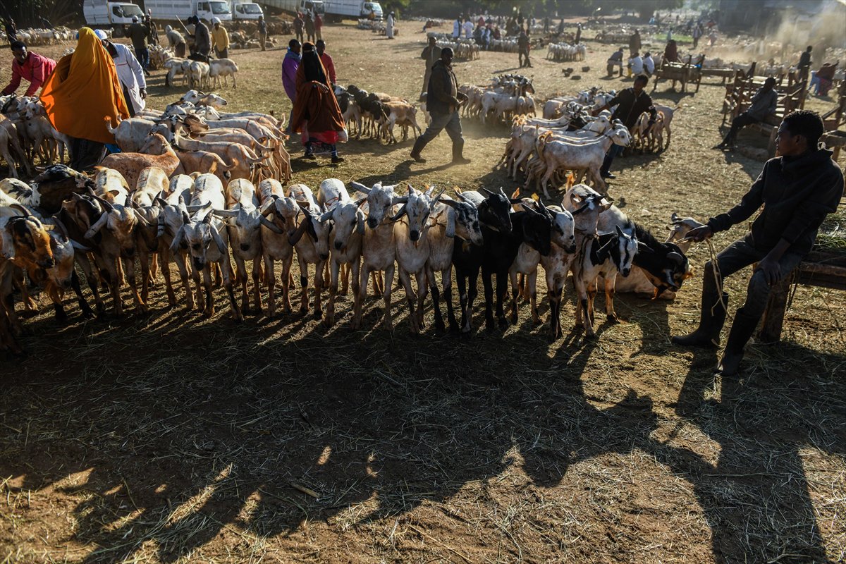 Kenya'da Kurban Bayramı hazırlıkları