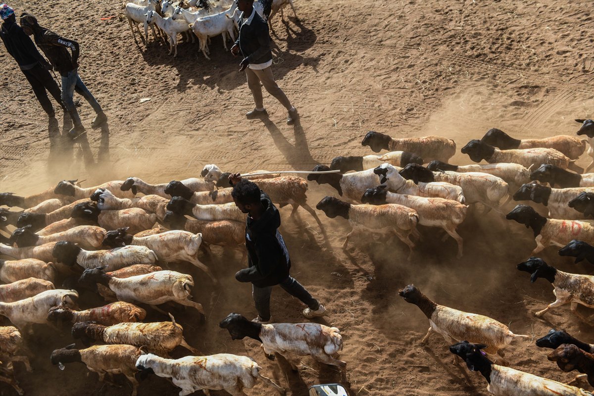 Kenya'da Kurban Bayramı hazırlıkları