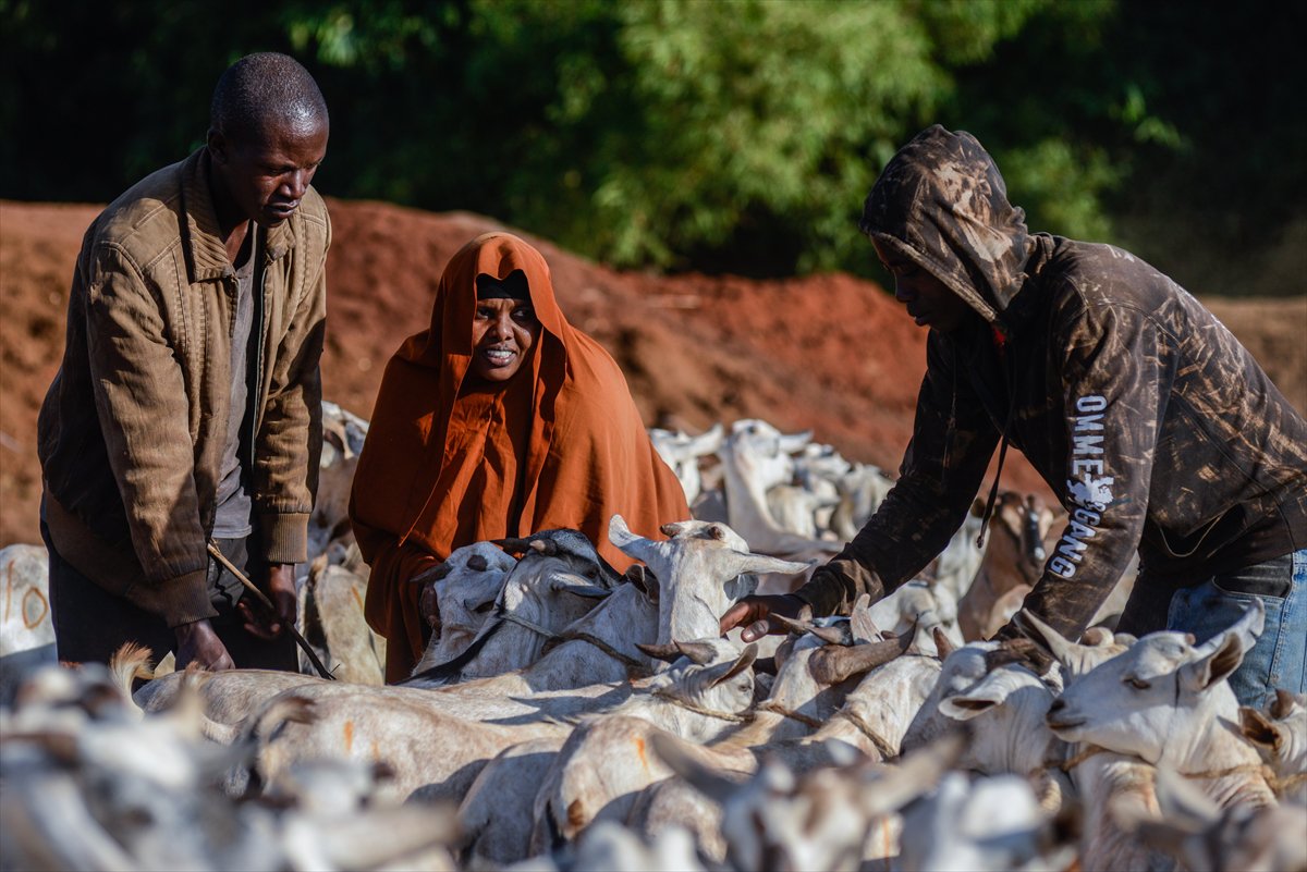 Kenya'da Kurban Bayramı hazırlıkları