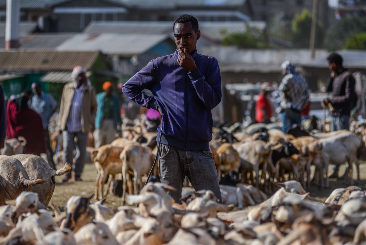 Kenya'da Kurban Bayramı hazırlıkları