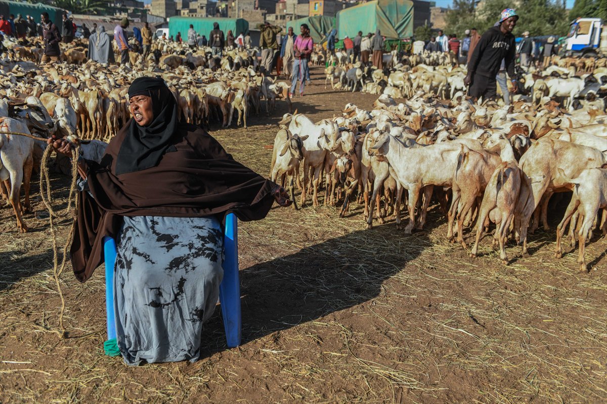 Kenya'da Kurban Bayramı hazırlıkları