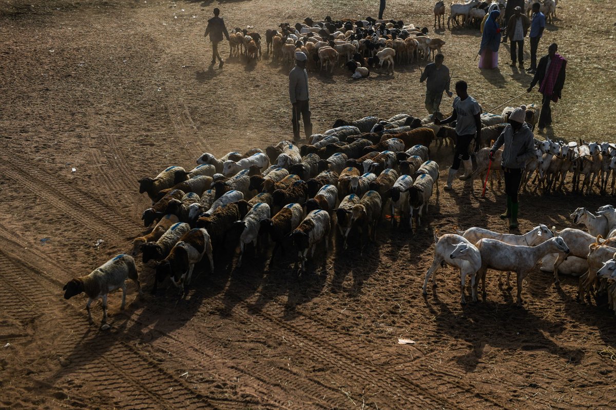 Kenya'da Kurban Bayramı hazırlıkları