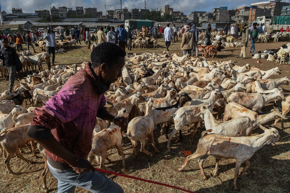 Kenya'da Kurban Bayramı hazırlıkları