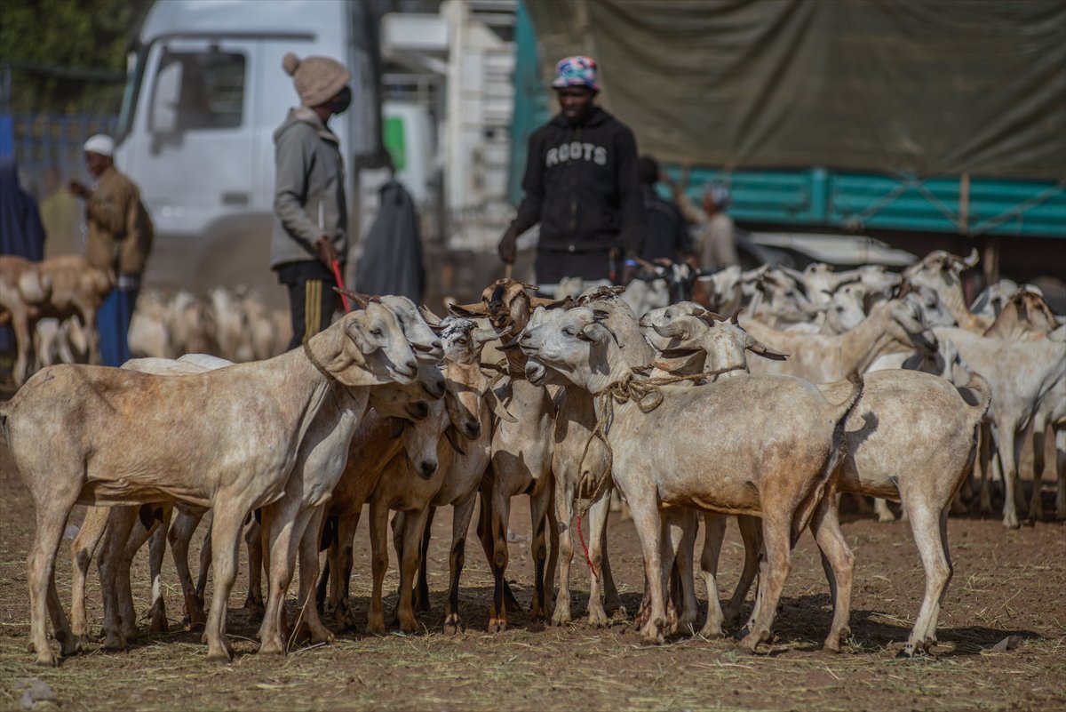 Kenya'da Kurban Bayramı hazırlıkları