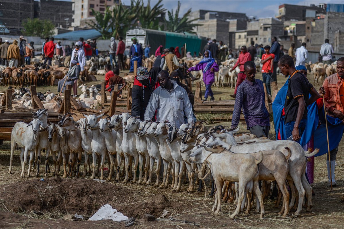 Kenya'da Kurban Bayramı hazırlıkları