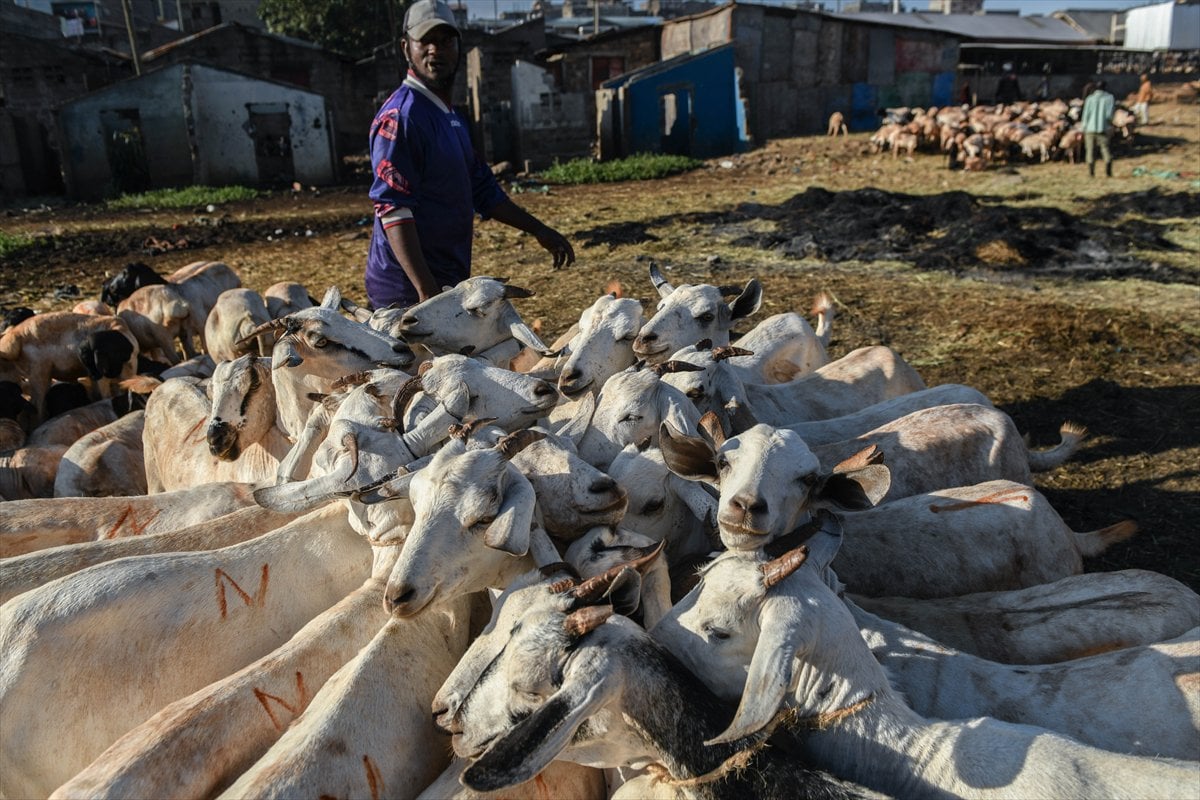 Kenya'da Kurban Bayramı hazırlıkları