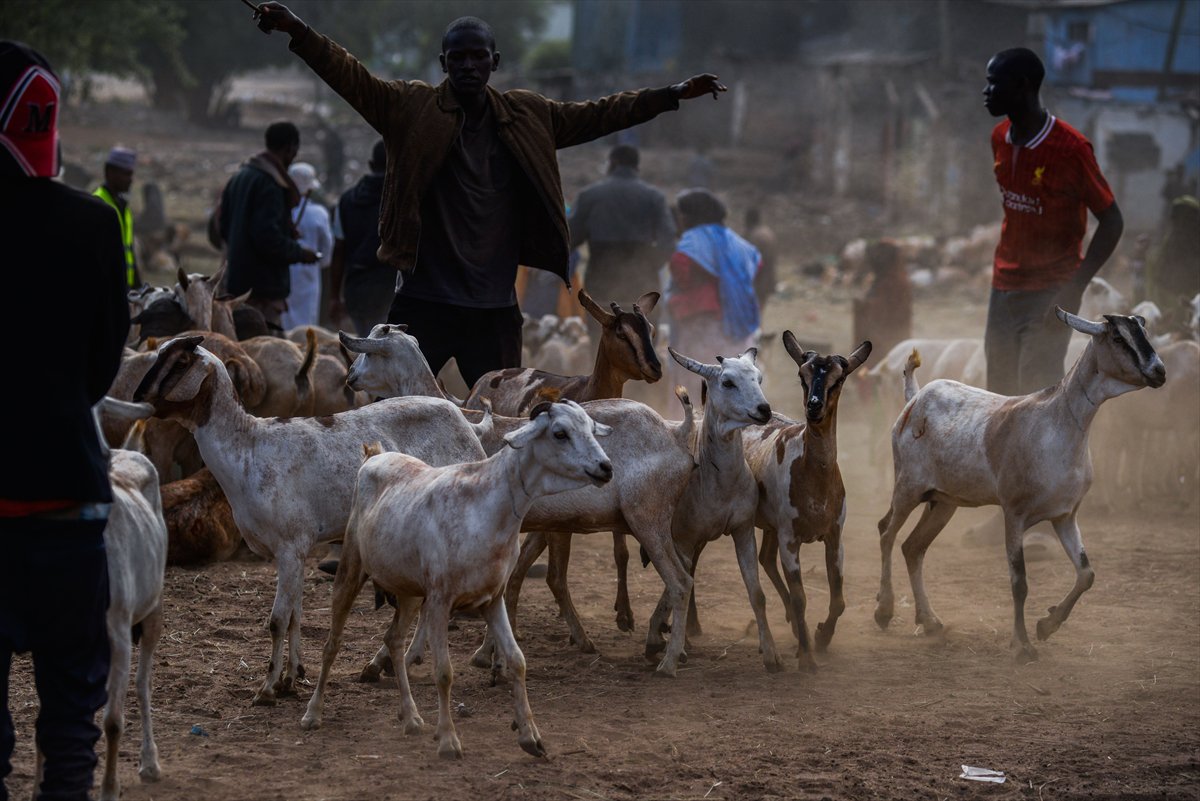Kenya'da Kurban Bayramı hazırlıkları