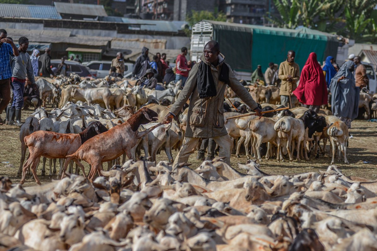 Kenya'da Kurban Bayramı hazırlıkları