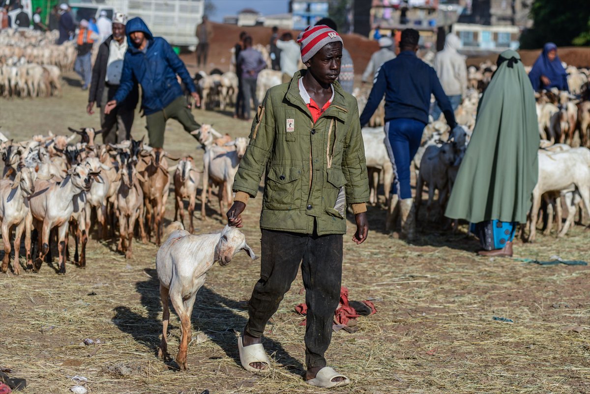Kenya'da Kurban Bayramı hazırlıkları
