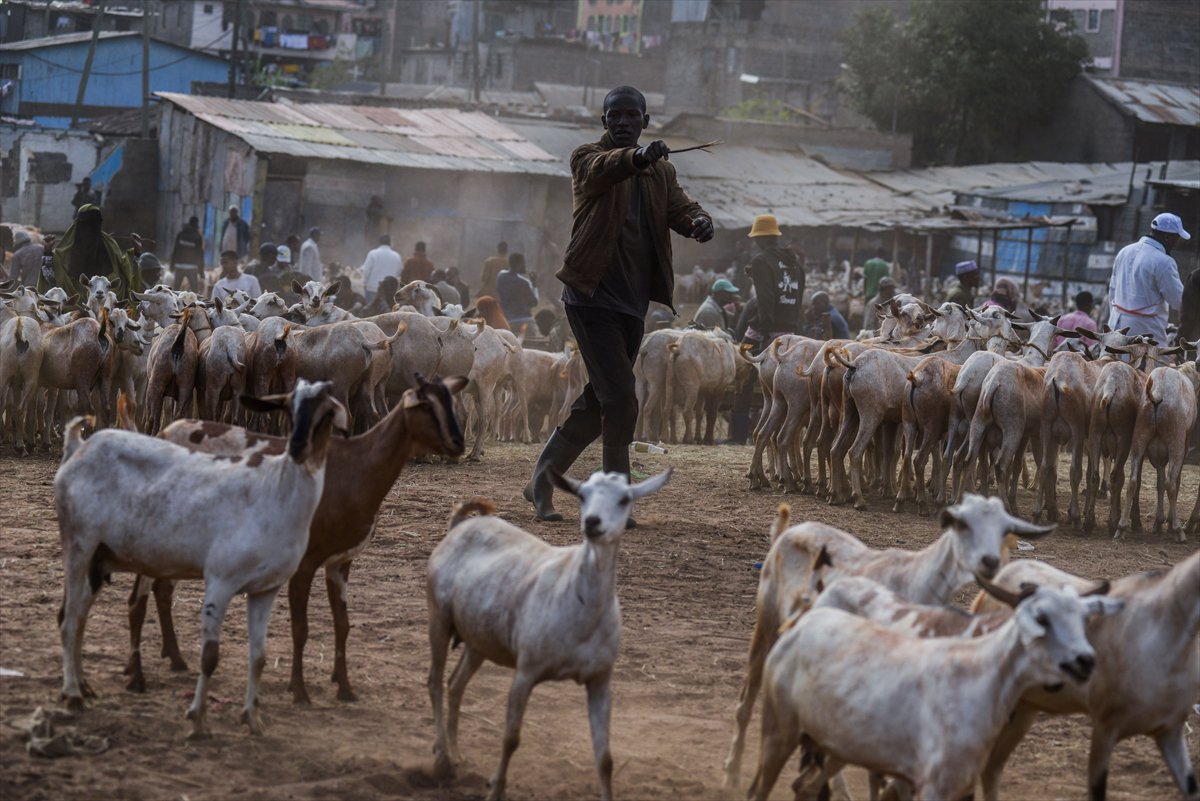 Kenya'da Kurban Bayramı hazırlıkları