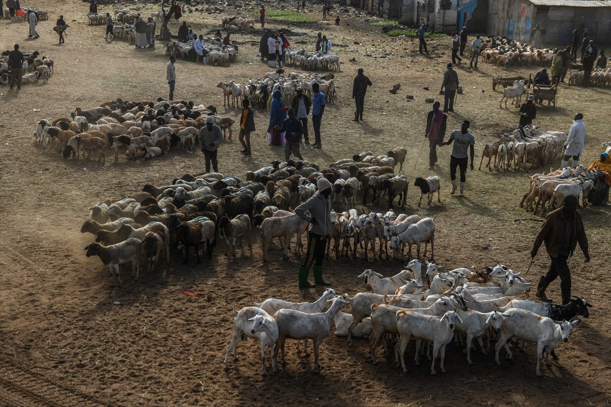 Kenya'da Kurban Bayramı hazırlıkları