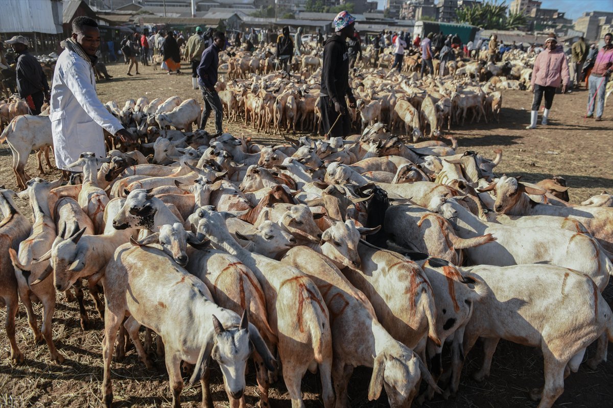 Kenya'da Kurban Bayramı hazırlıkları
