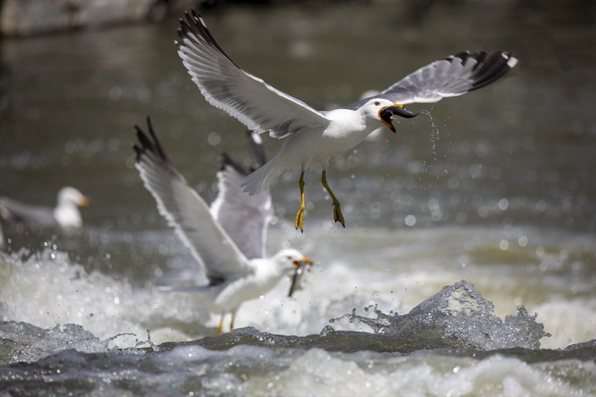 Martılar ve inci kefallerinin göç yolu üzerindeki nefes kesen mücadelesi