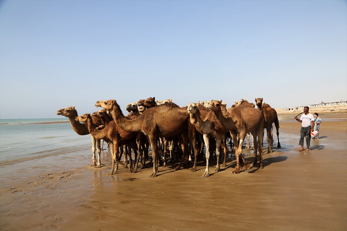İran’da develerin deniz banyosu geleneği yüzyıllardır yaşatılıyor