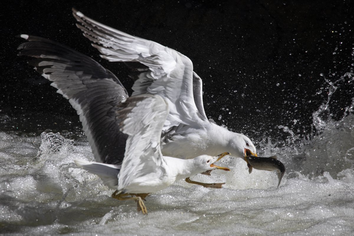 Martılar ve inci kefallerinin göç yolu üzerindeki nefes kesen mücadelesi