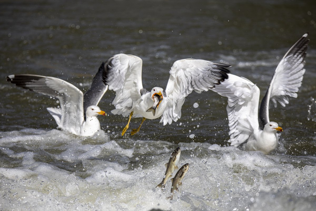 Martılar ve inci kefallerinin göç yolu üzerindeki nefes kesen mücadelesi