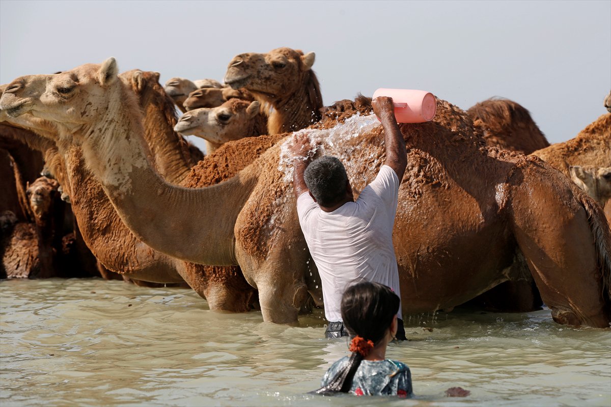 İran’da develerin deniz banyosu geleneği yüzyıllardır yaşatılıyor