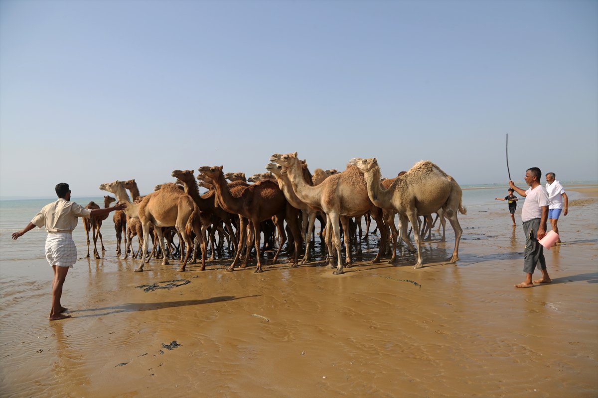 İran’da develerin deniz banyosu geleneği yüzyıllardır yaşatılıyor