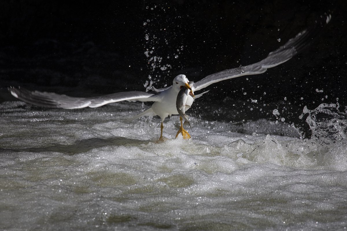 Martılar ve inci kefallerinin göç yolu üzerindeki nefes kesen mücadelesi