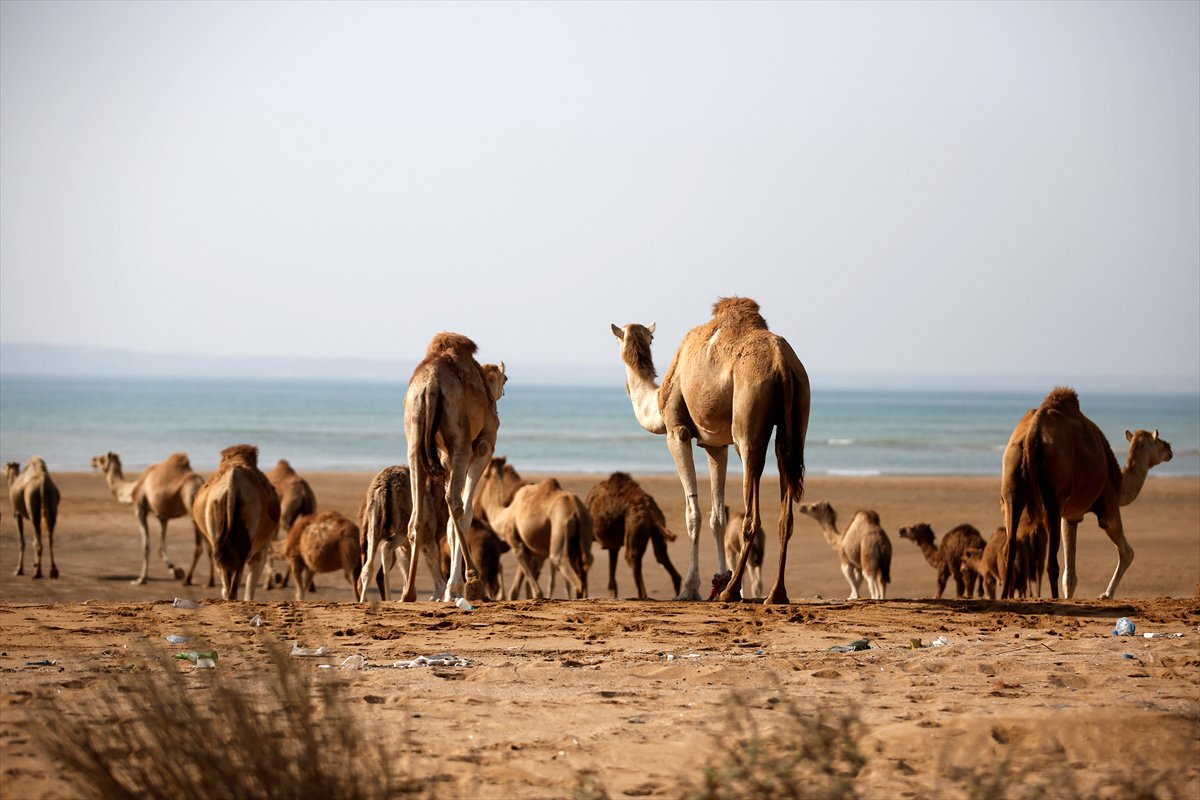 İran’da develerin deniz banyosu geleneği yüzyıllardır yaşatılıyor
