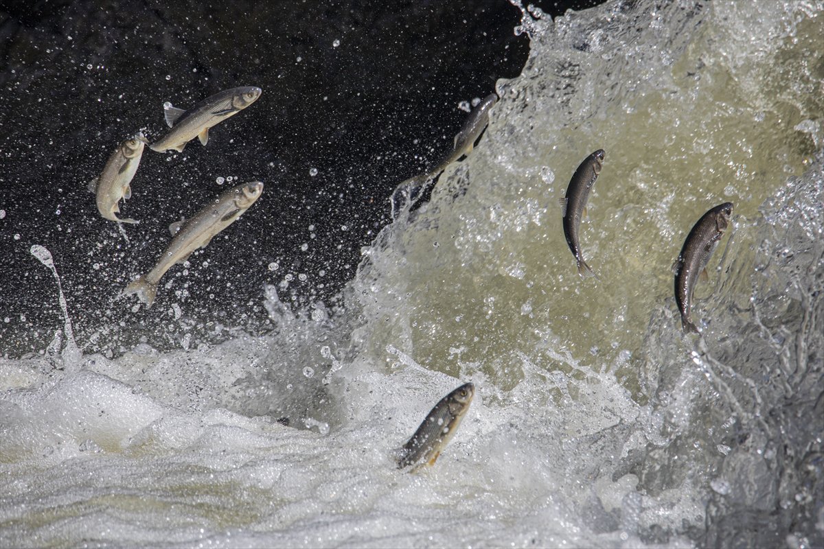 Martılar ve inci kefallerinin göç yolu üzerindeki nefes kesen mücadelesi