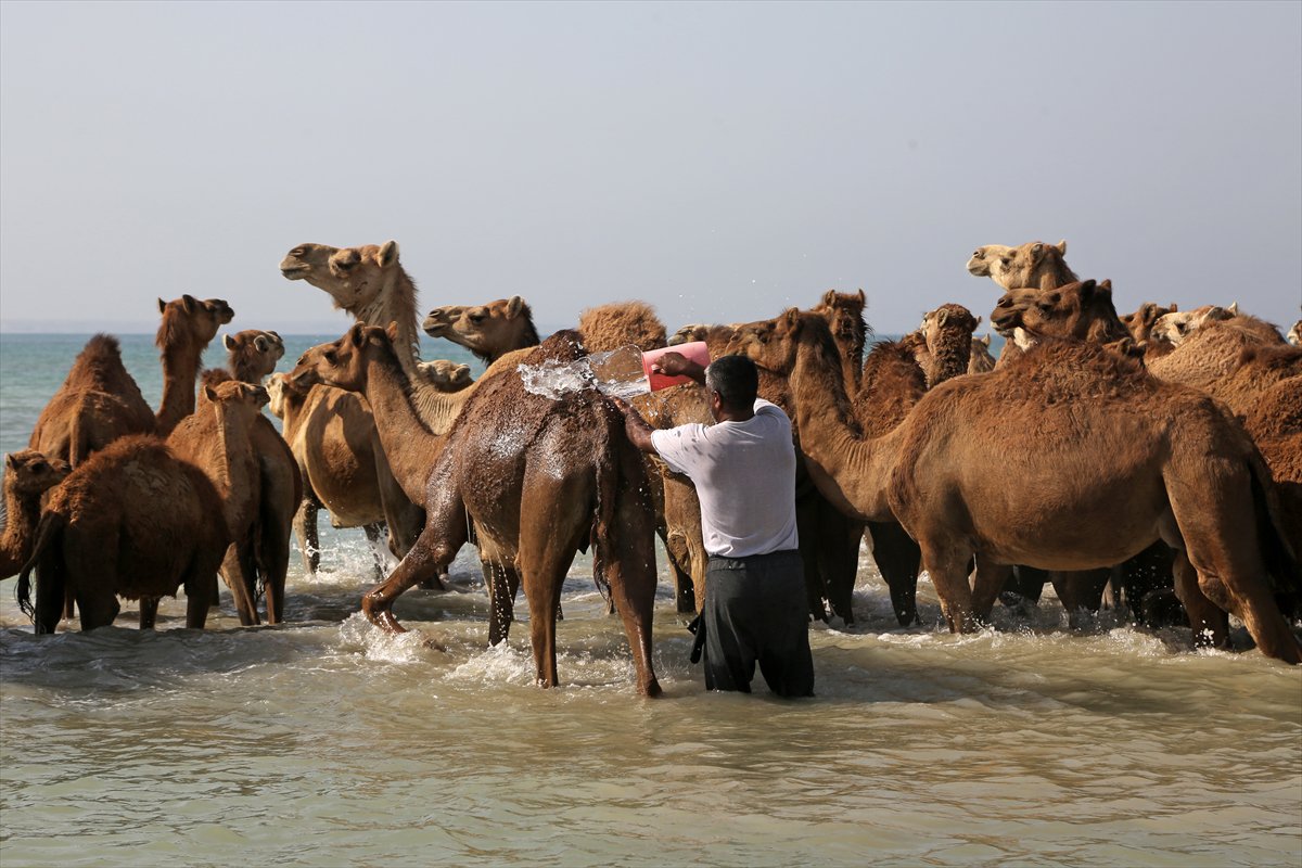 İran’da develerin deniz banyosu geleneği yüzyıllardır yaşatılıyor