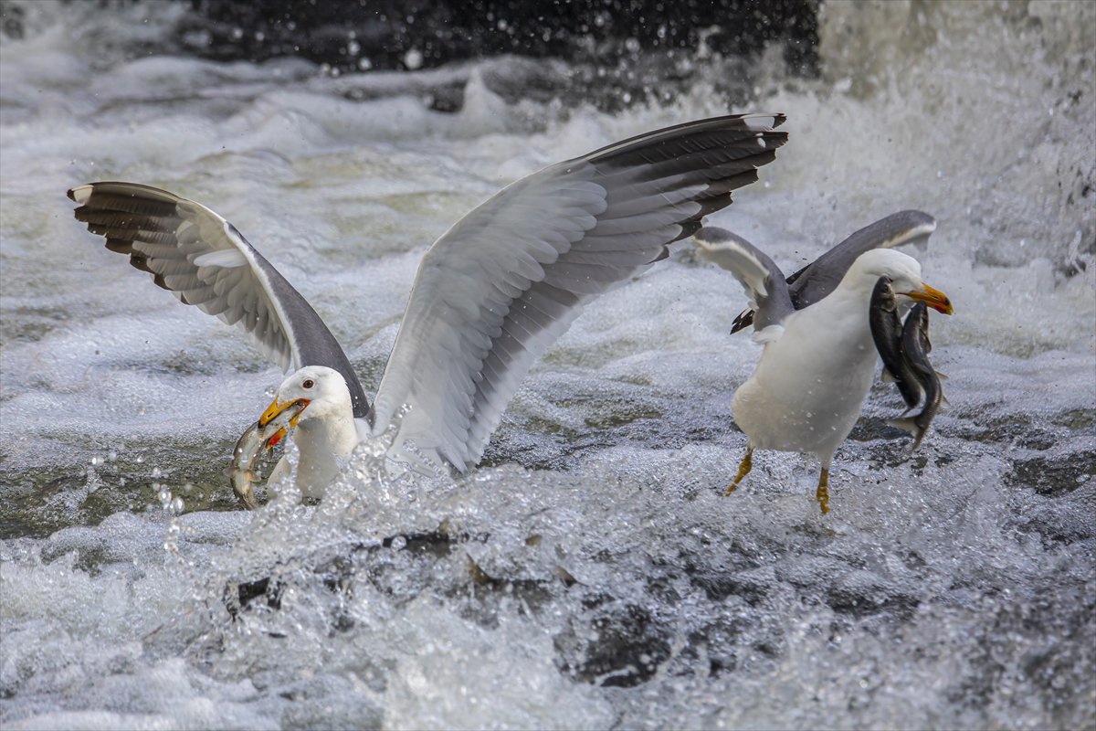 Martılar ve inci kefallerinin göç yolu üzerindeki nefes kesen mücadelesi