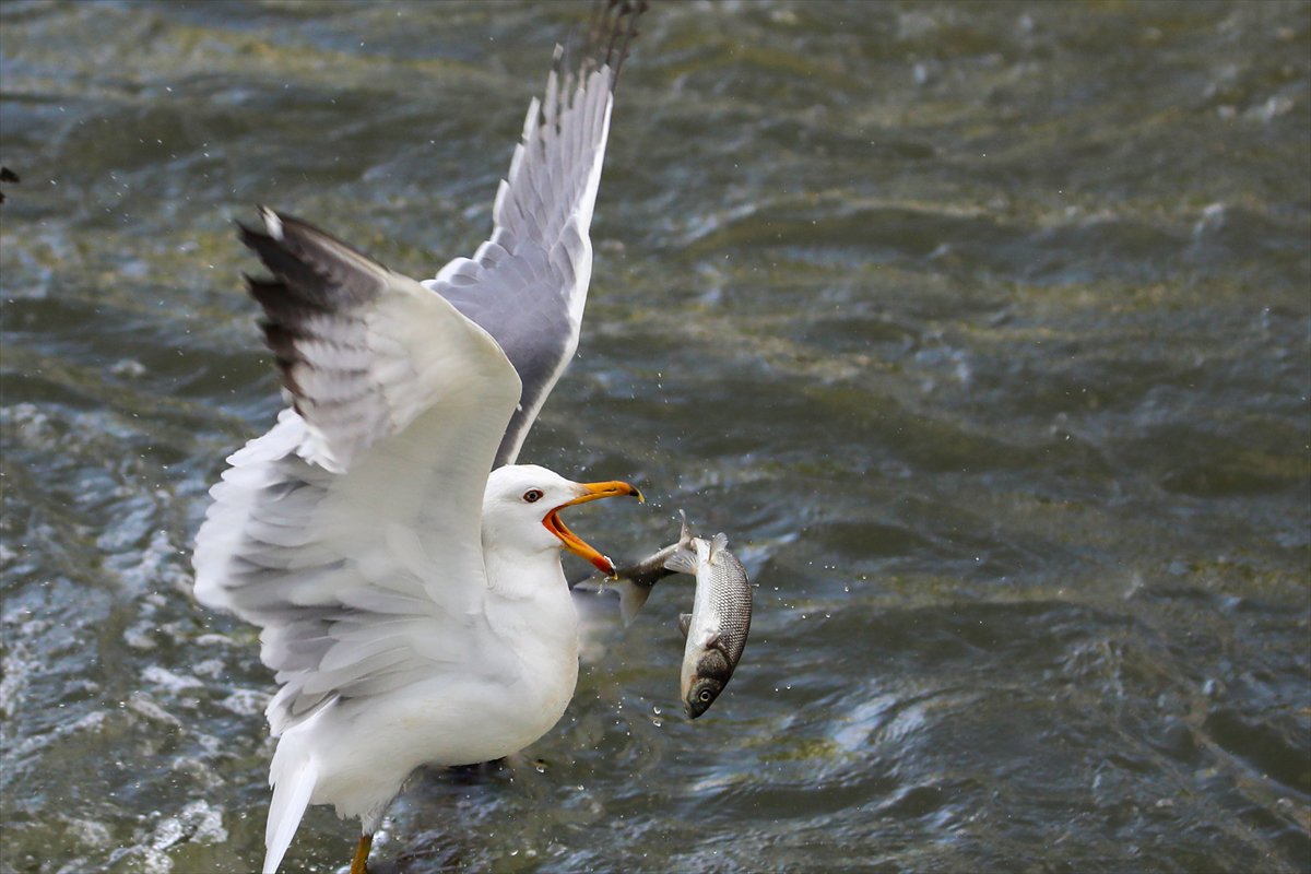 Martılar ve inci kefallerinin göç yolu üzerindeki nefes kesen mücadelesi