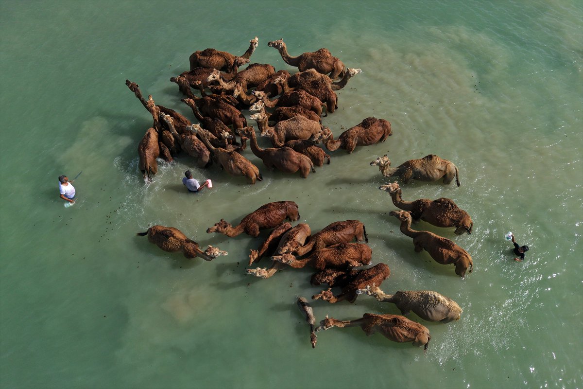 İran’da develerin deniz banyosu geleneği yüzyıllardır yaşatılıyor