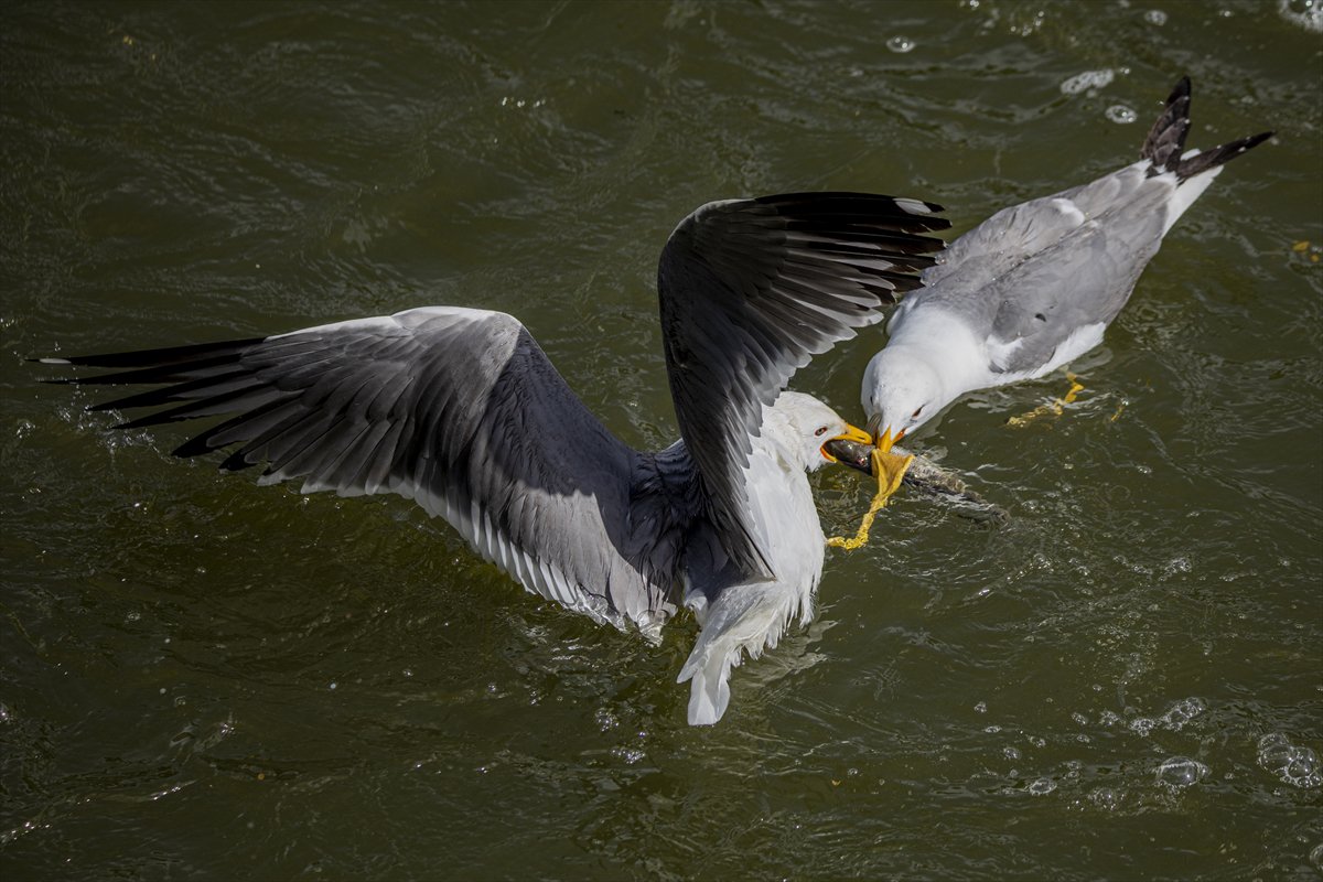 Martılar ve inci kefallerinin göç yolu üzerindeki nefes kesen mücadelesi