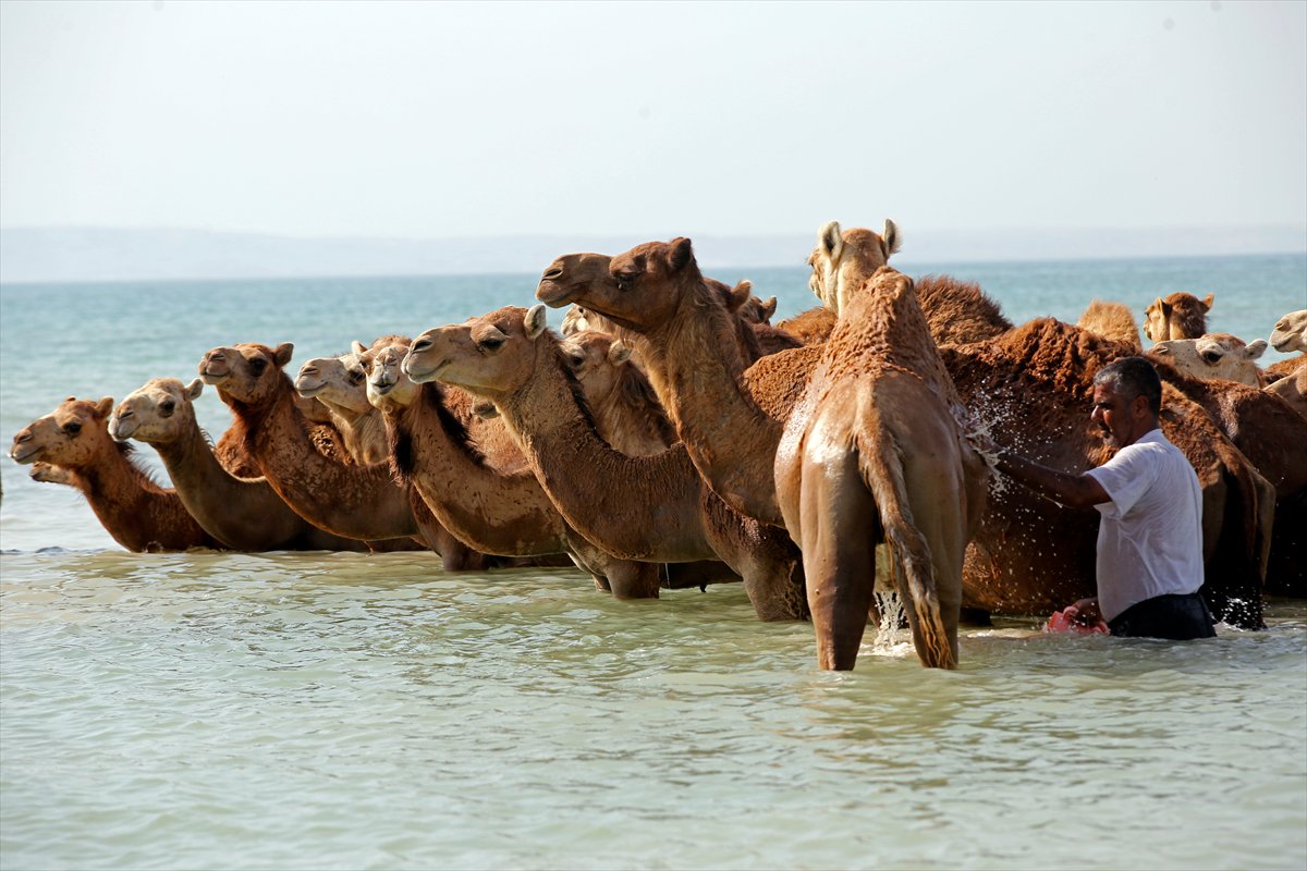 İran’da develerin deniz banyosu geleneği yüzyıllardır yaşatılıyor