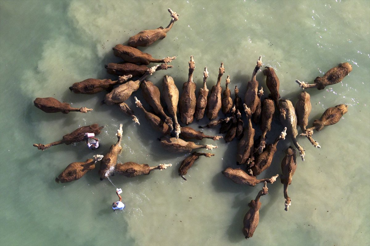 İran’da develerin deniz banyosu geleneği yüzyıllardır yaşatılıyor