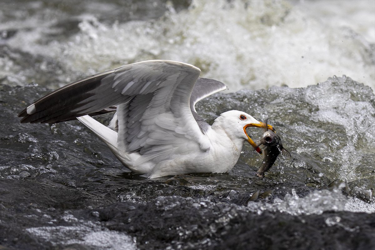 Martılar ve inci kefallerinin göç yolu üzerindeki nefes kesen mücadelesi
