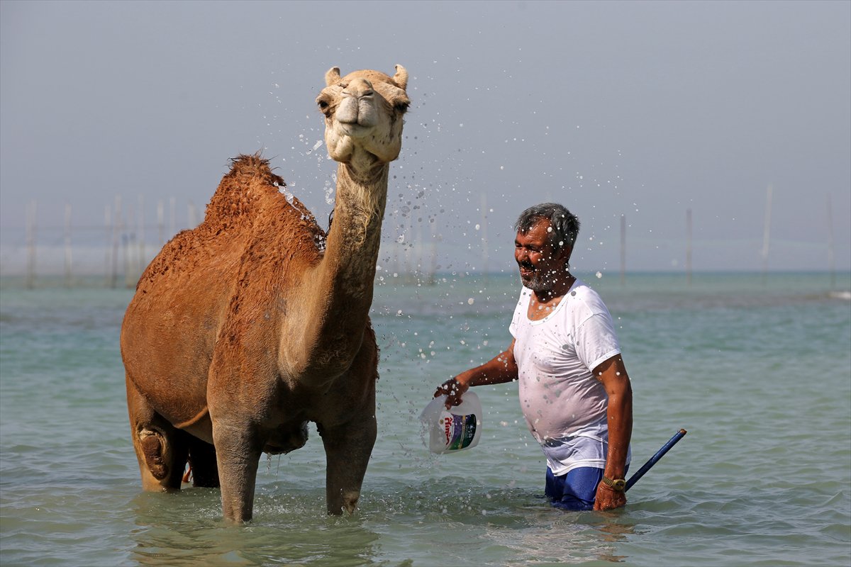 İran’da develerin deniz banyosu geleneği yüzyıllardır yaşatılıyor