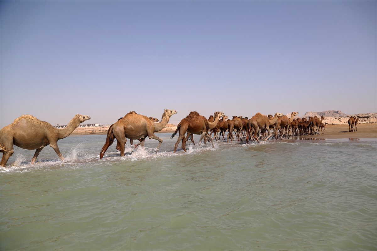 İran’da develerin deniz banyosu geleneği yüzyıllardır yaşatılıyor