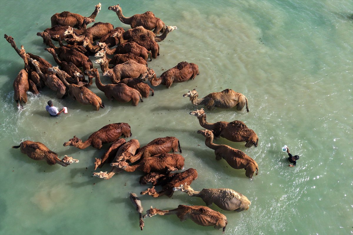 İran’da develerin deniz banyosu geleneği yüzyıllardır yaşatılıyor