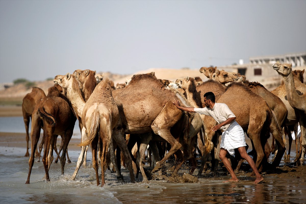 İran’da develerin deniz banyosu geleneği yüzyıllardır yaşatılıyor