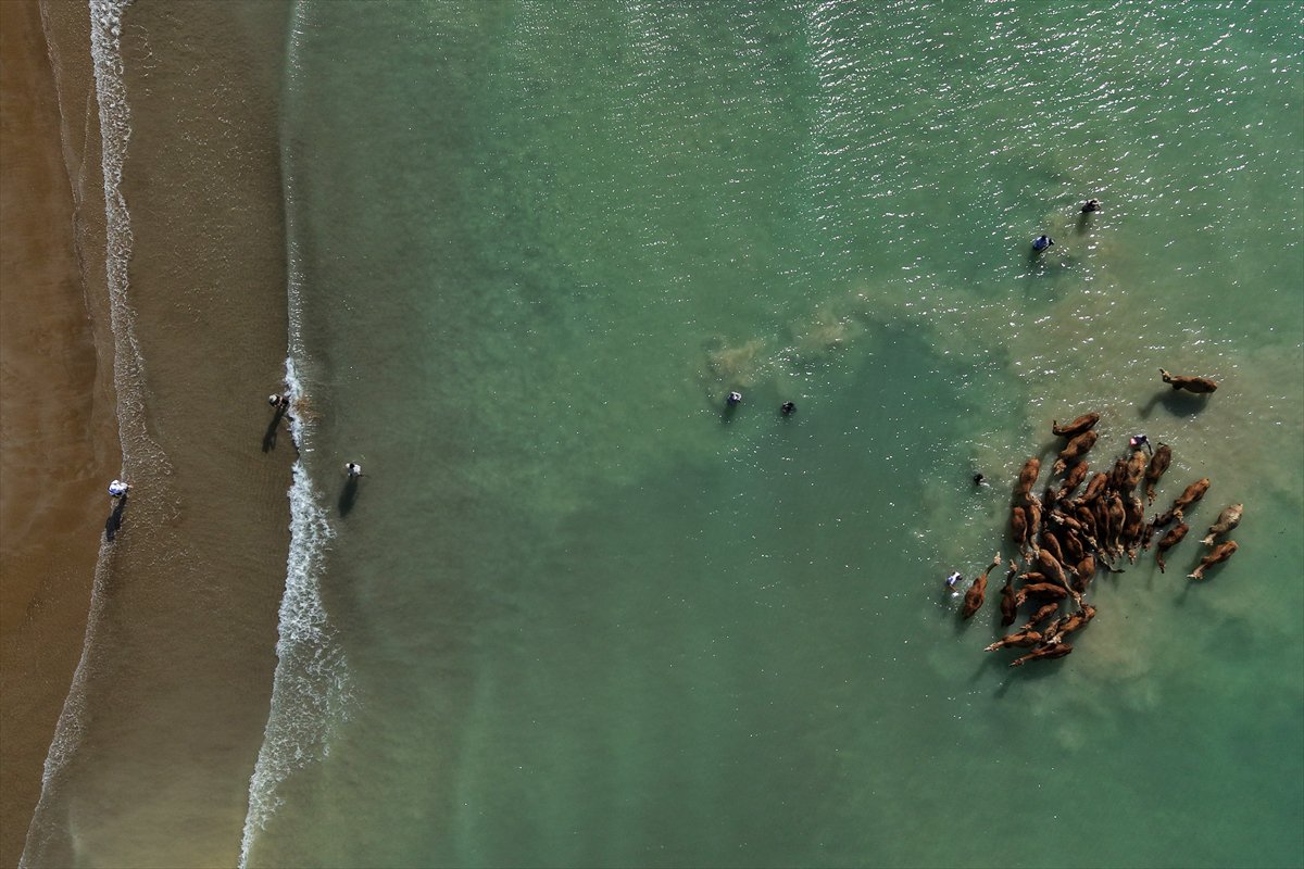 İran’da develerin deniz banyosu geleneği yüzyıllardır yaşatılıyor