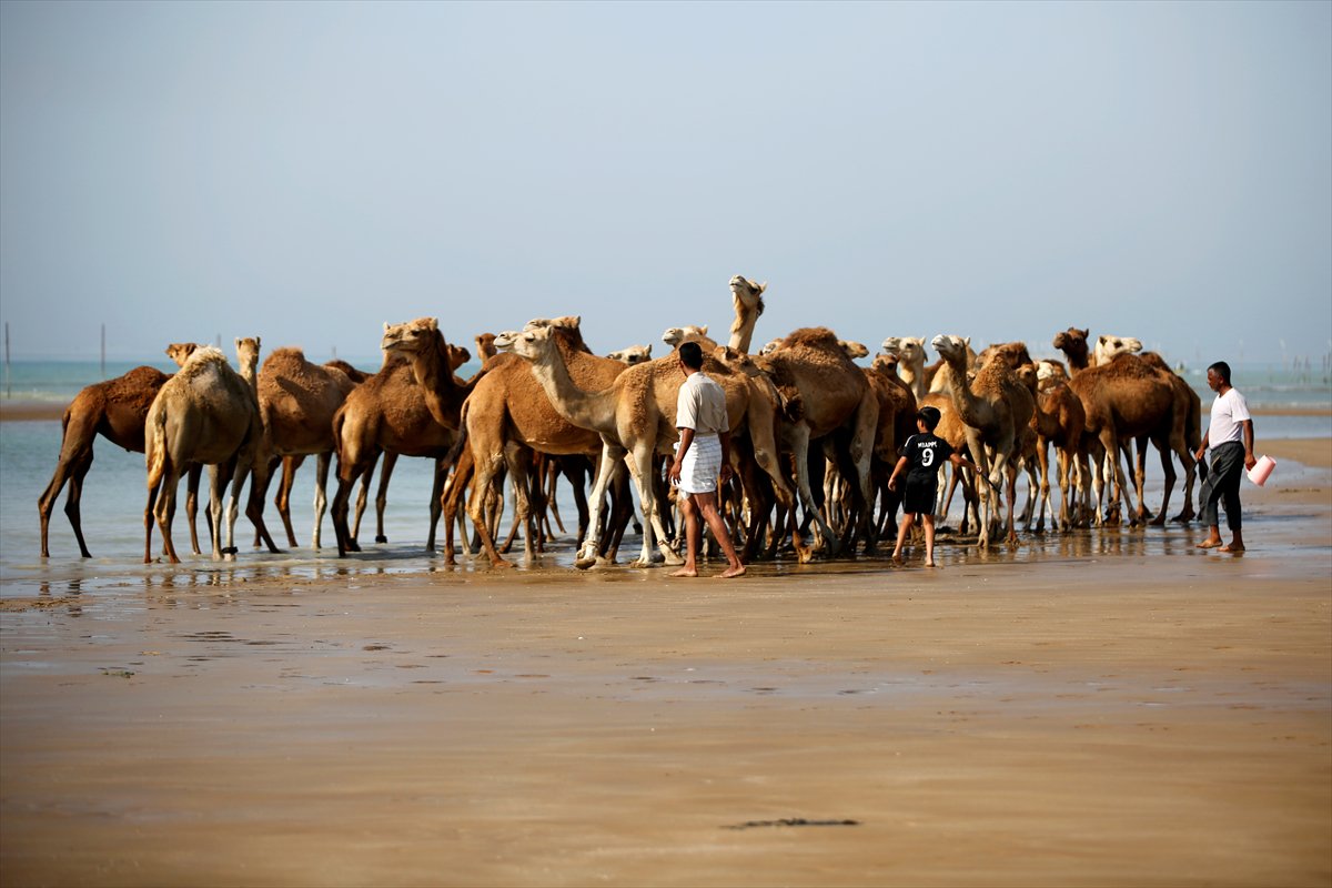 İran’da develerin deniz banyosu geleneği yüzyıllardır yaşatılıyor