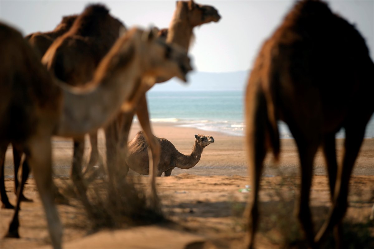 İran’da develerin deniz banyosu geleneği yüzyıllardır yaşatılıyor