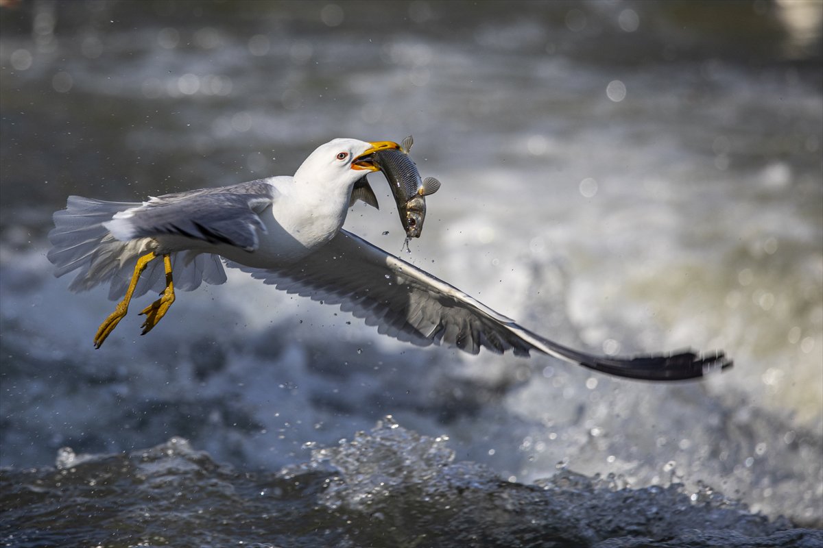 Martılar ve inci kefallerinin göç yolu üzerindeki nefes kesen mücadelesi