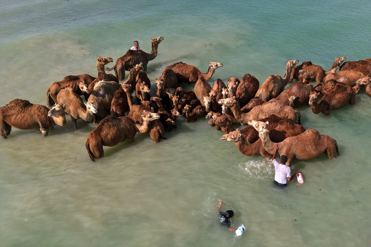 İran’da develerin deniz banyosu geleneği yüzyıllardır yaşatılıyor