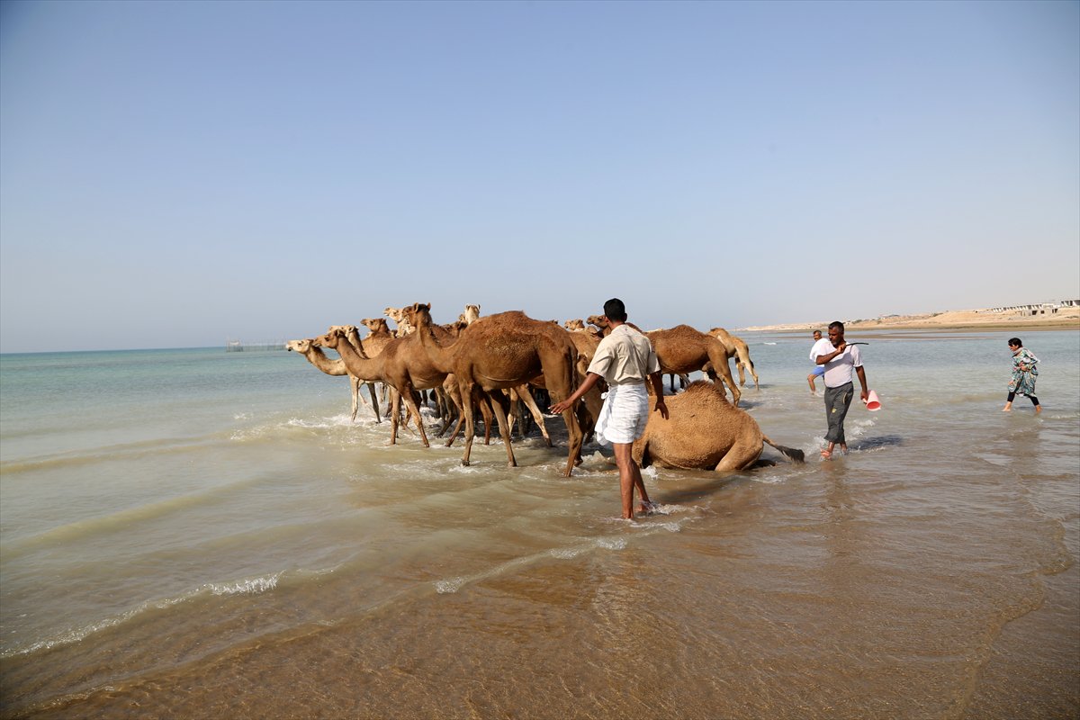 İran’da develerin deniz banyosu geleneği yüzyıllardır yaşatılıyor