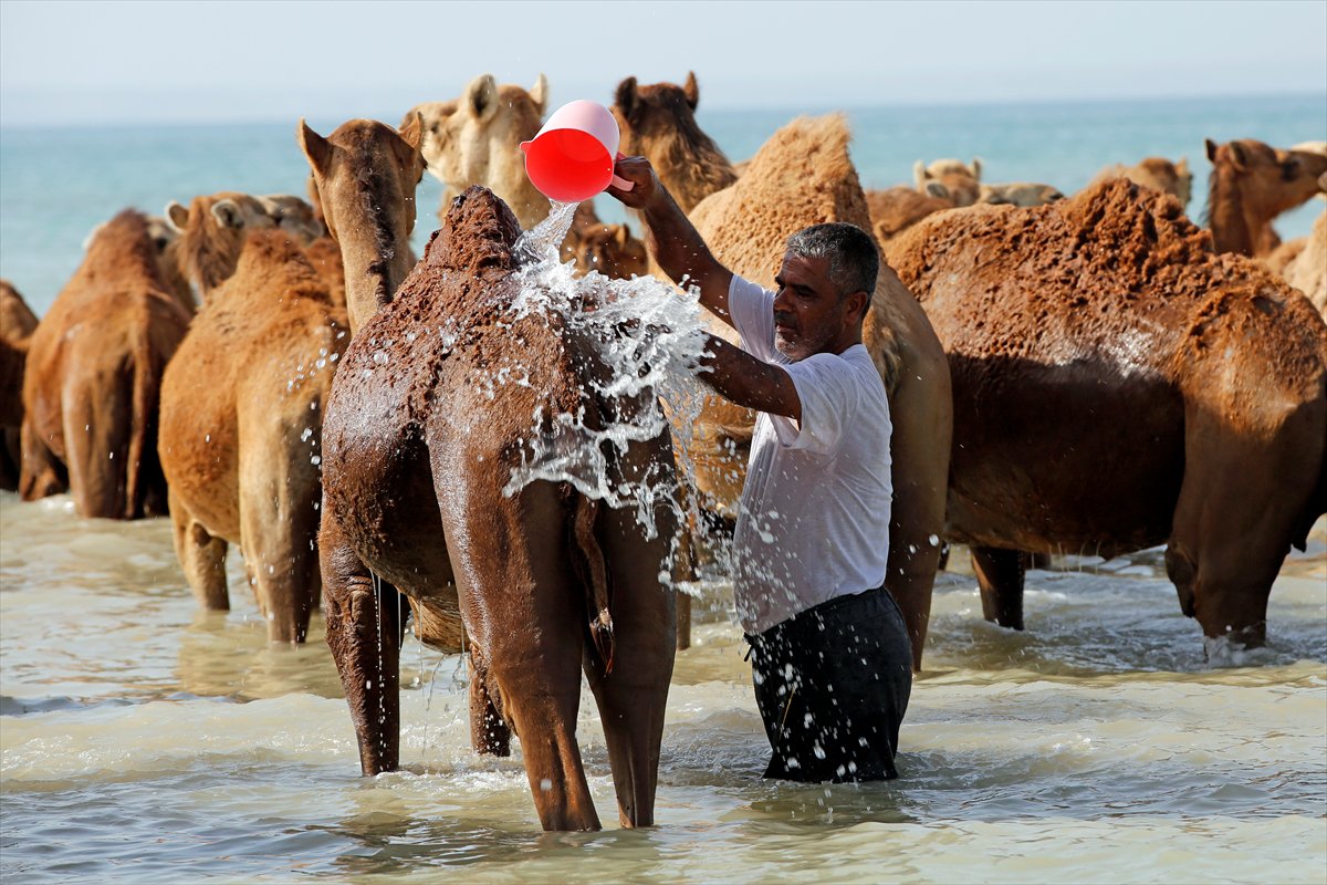 İran’da develerin deniz banyosu geleneği yüzyıllardır yaşatılıyor