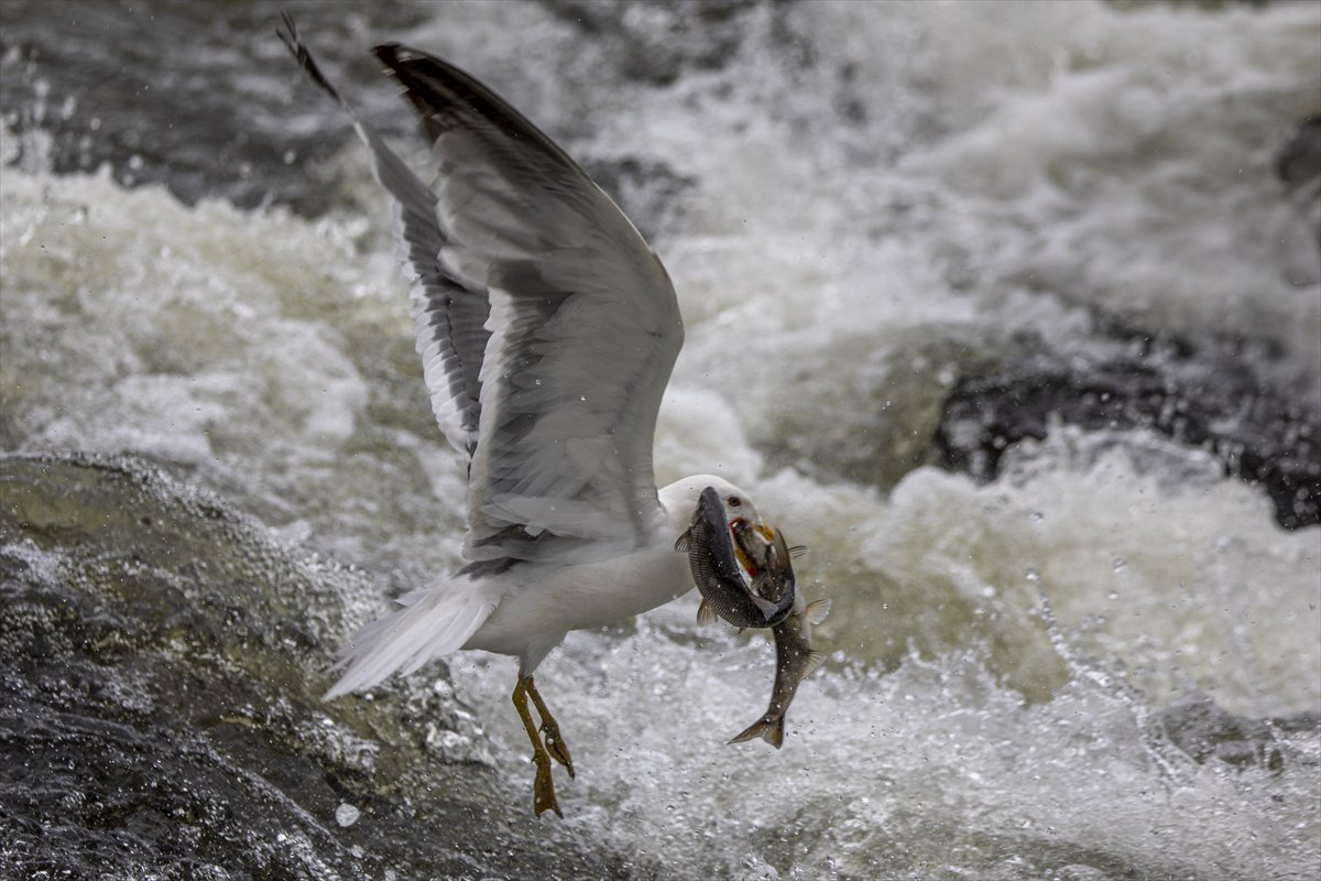 Martılar ve inci kefallerinin göç yolu üzerindeki nefes kesen mücadelesi