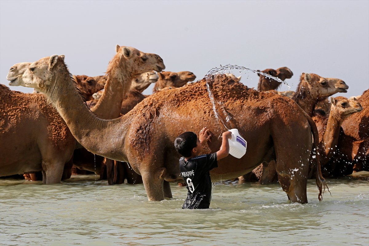 İran’da develerin deniz banyosu geleneği yüzyıllardır yaşatılıyor