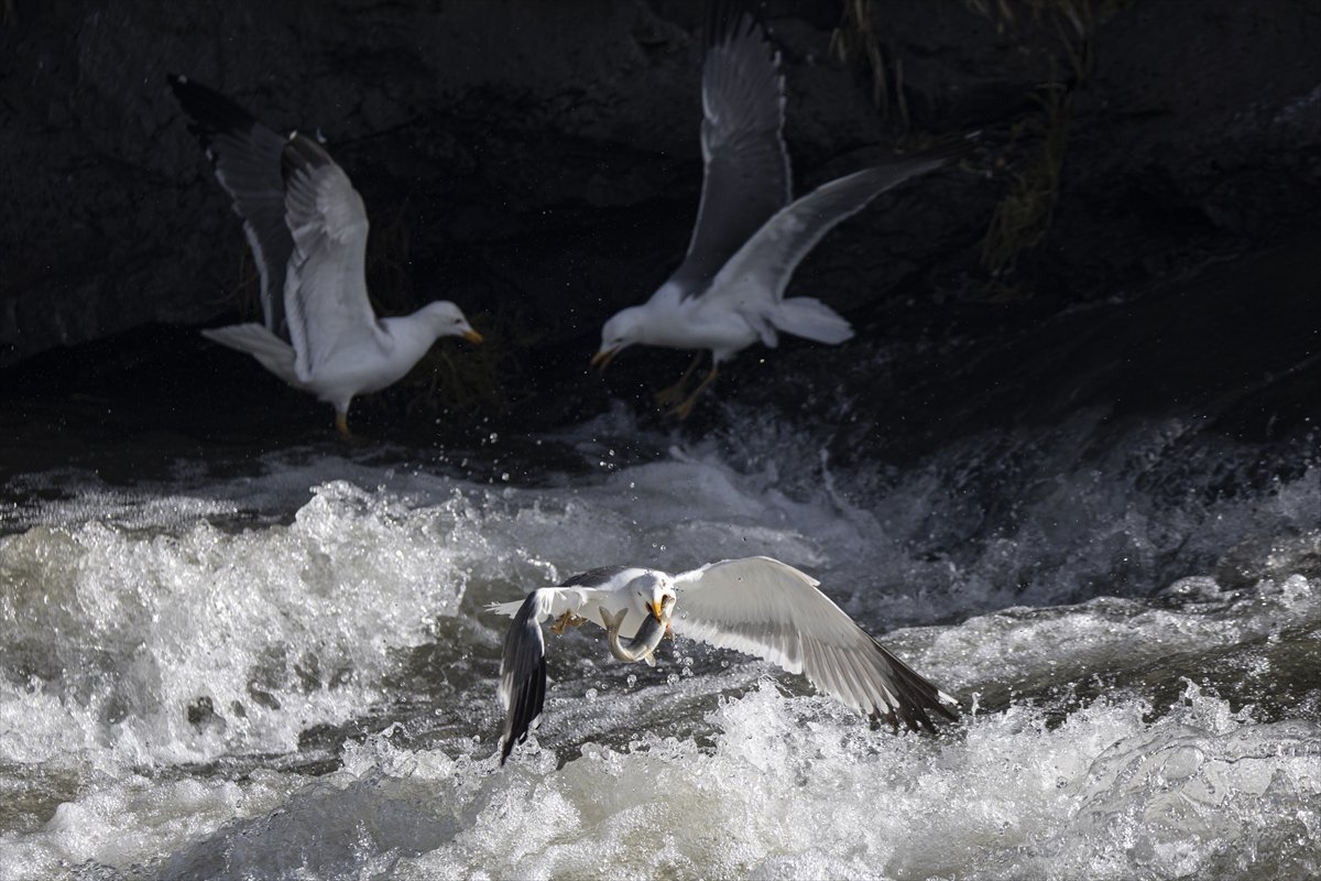Martılar ve inci kefallerinin göç yolu üzerindeki nefes kesen mücadelesi