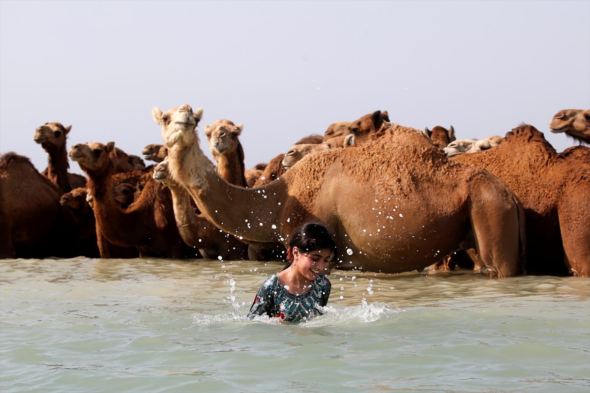 İran’da develerin deniz banyosu geleneği yüzyıllardır yaşatılıyor