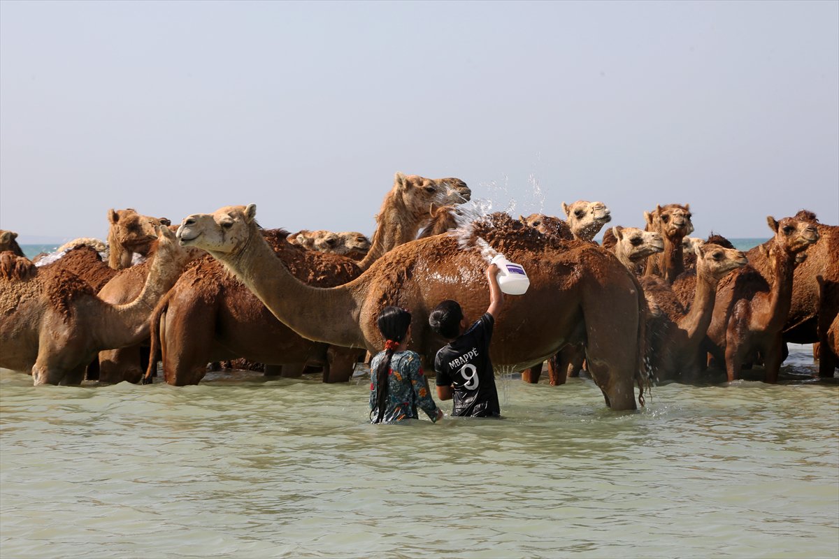 İran’da develerin deniz banyosu geleneği yüzyıllardır yaşatılıyor