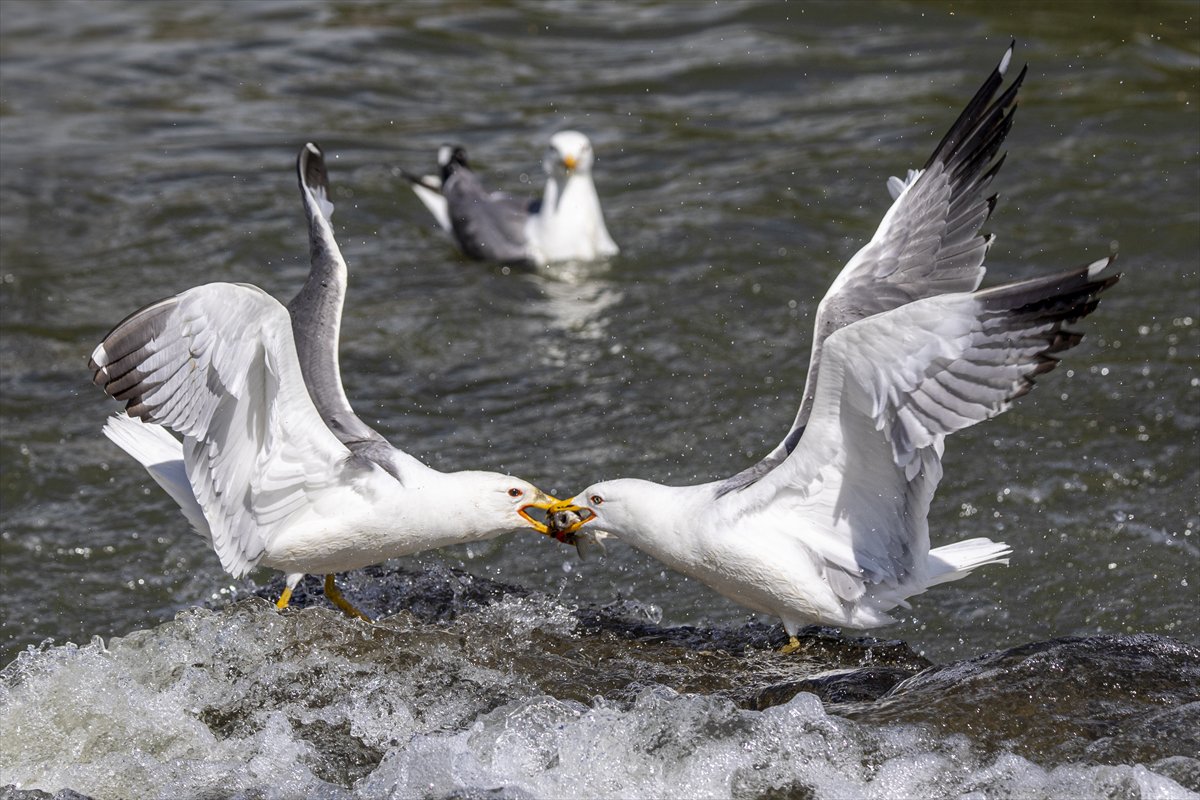 Martılar ve inci kefallerinin göç yolu üzerindeki nefes kesen mücadelesi